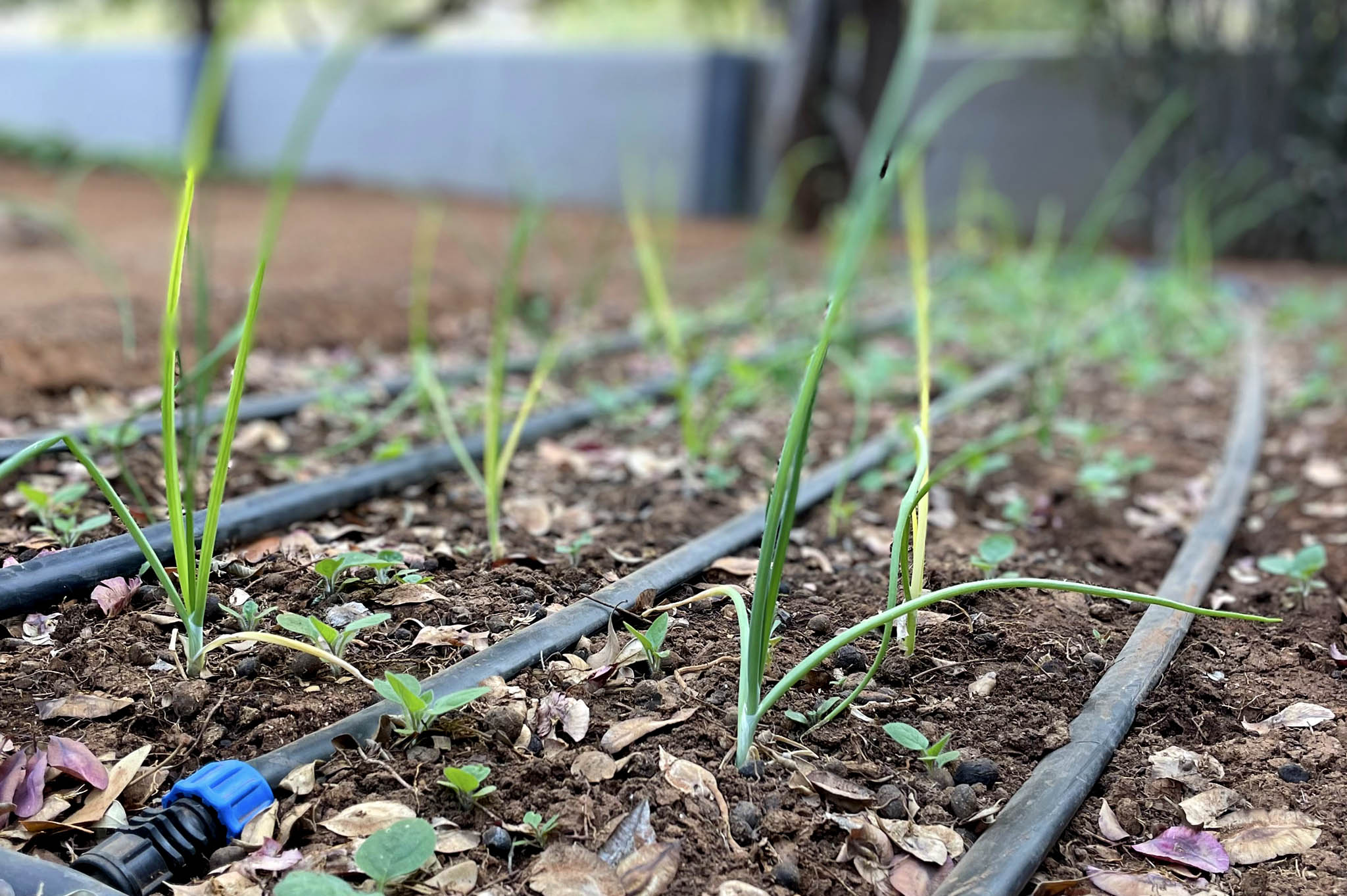 Damara Mopane Lodge, Drip Irrigation, growing chives, Namibia