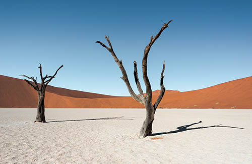 Trees in Deadvlei, Namibia