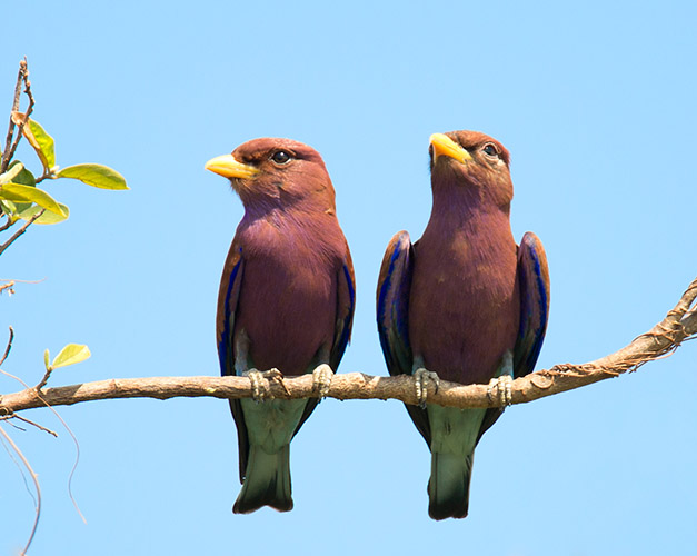 Birds in Namibia