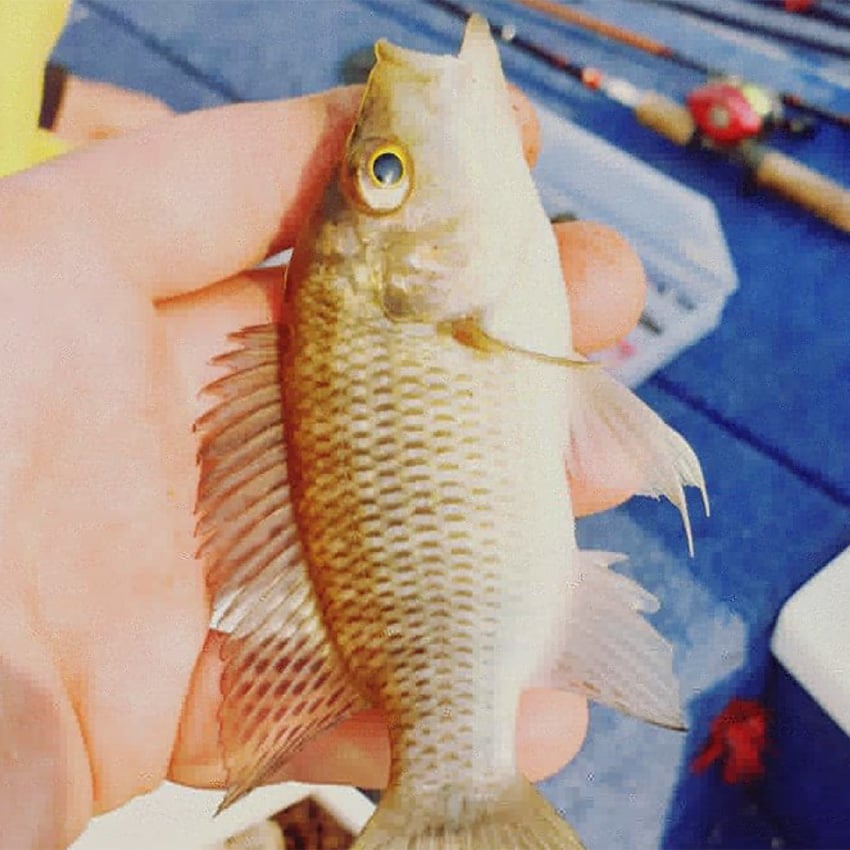 Small fish caught on the Zambezi, Namibia