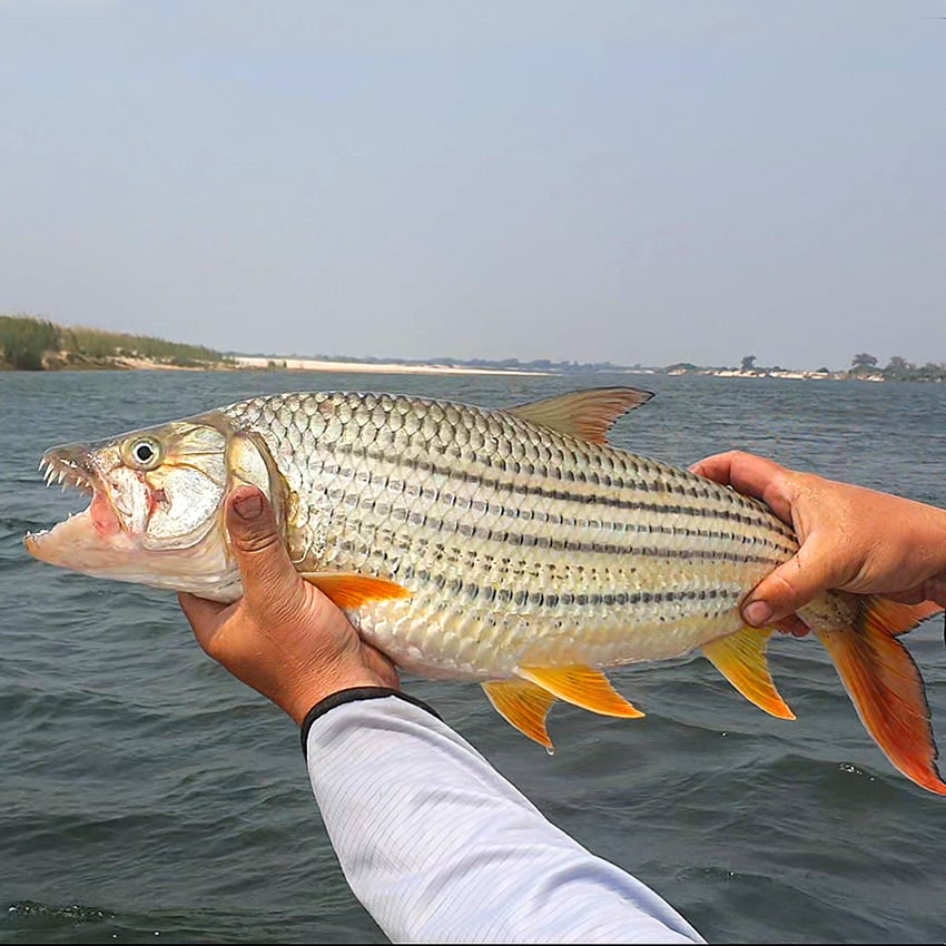 Tigerfish caught at the Zambezi, Namibia