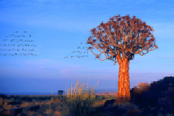 Gondwana Canyon Park, quiver tree, Namibia