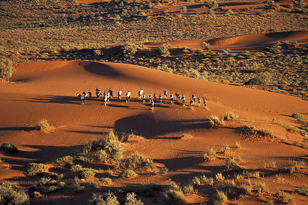 Gondwana Kalahari Park, oryx, red dunes, Namibia