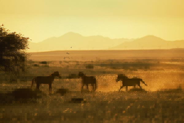 Gondwana Sperrgebiet Rand Park, wild horses, sunset, Namibia