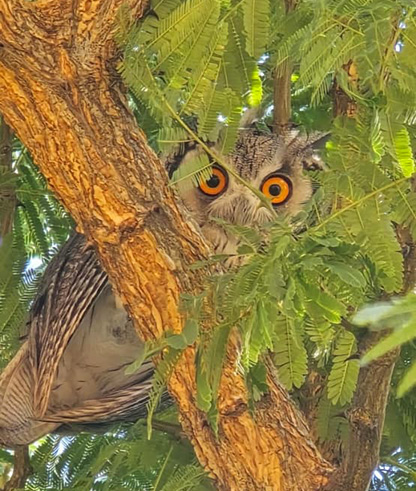 Kalahari Anib Lodge, owl