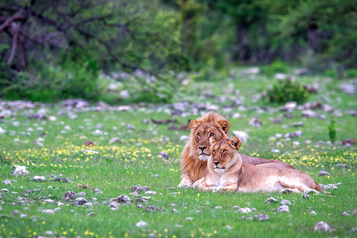 Lion couple in grass, Etosha, Namibia