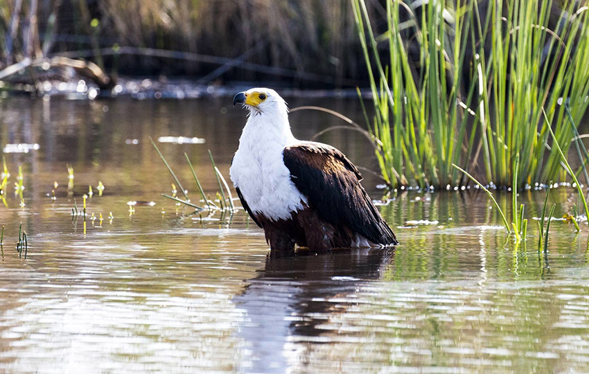 African Fish Eagle, Namibia