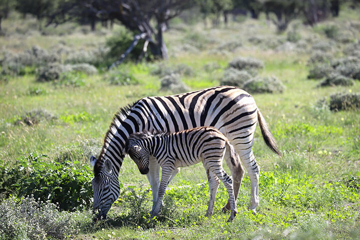 Zebra with foal, Etosha, Namibia_Photo Christina Leutner