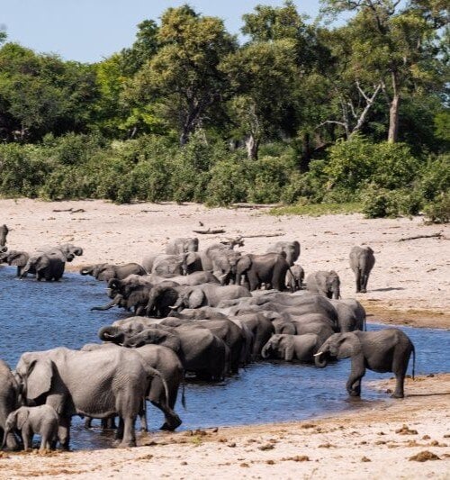 Elefants on the Kwando Horseshoe, Namibia