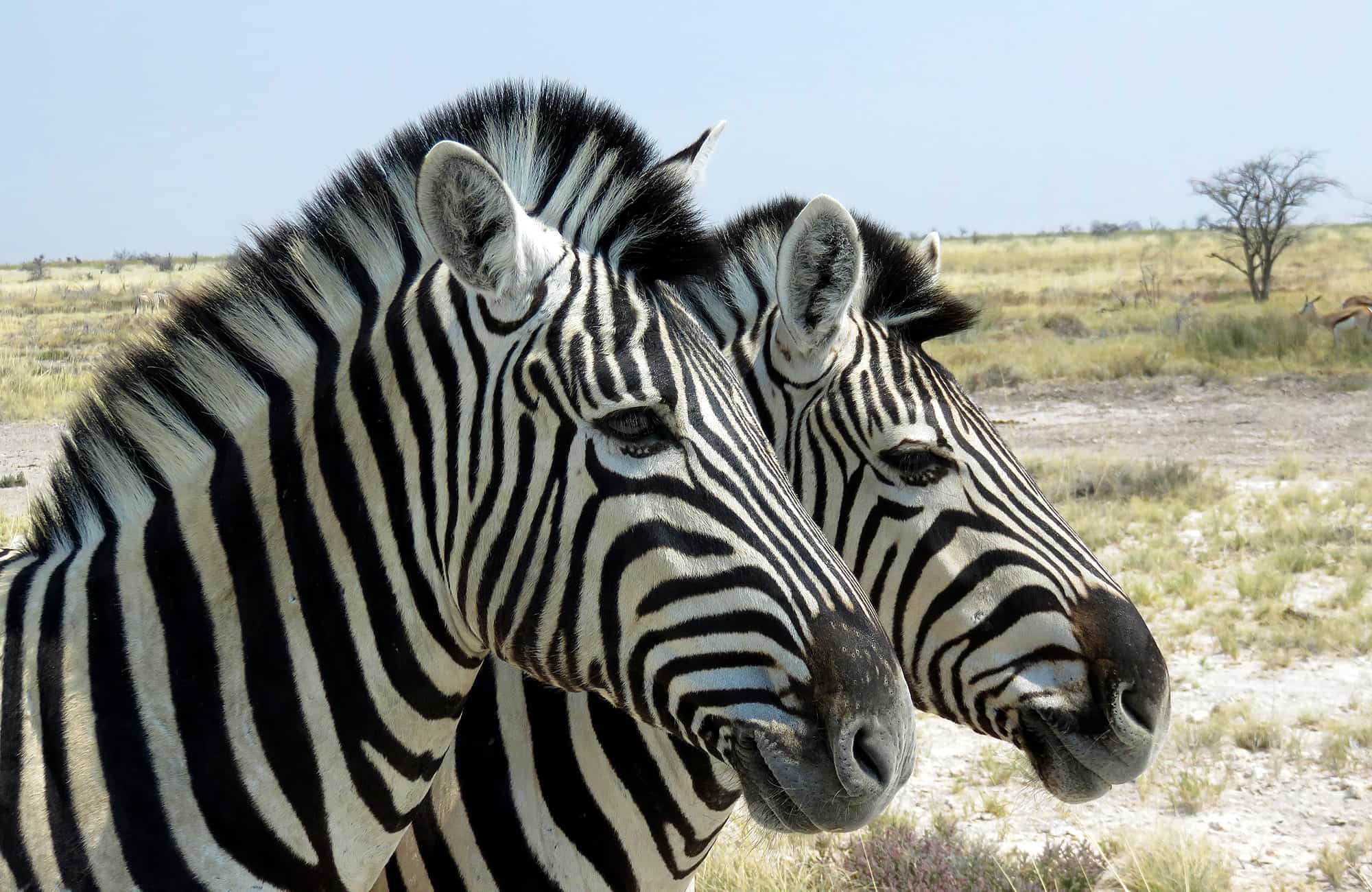 Zebra's in Etosha National Park