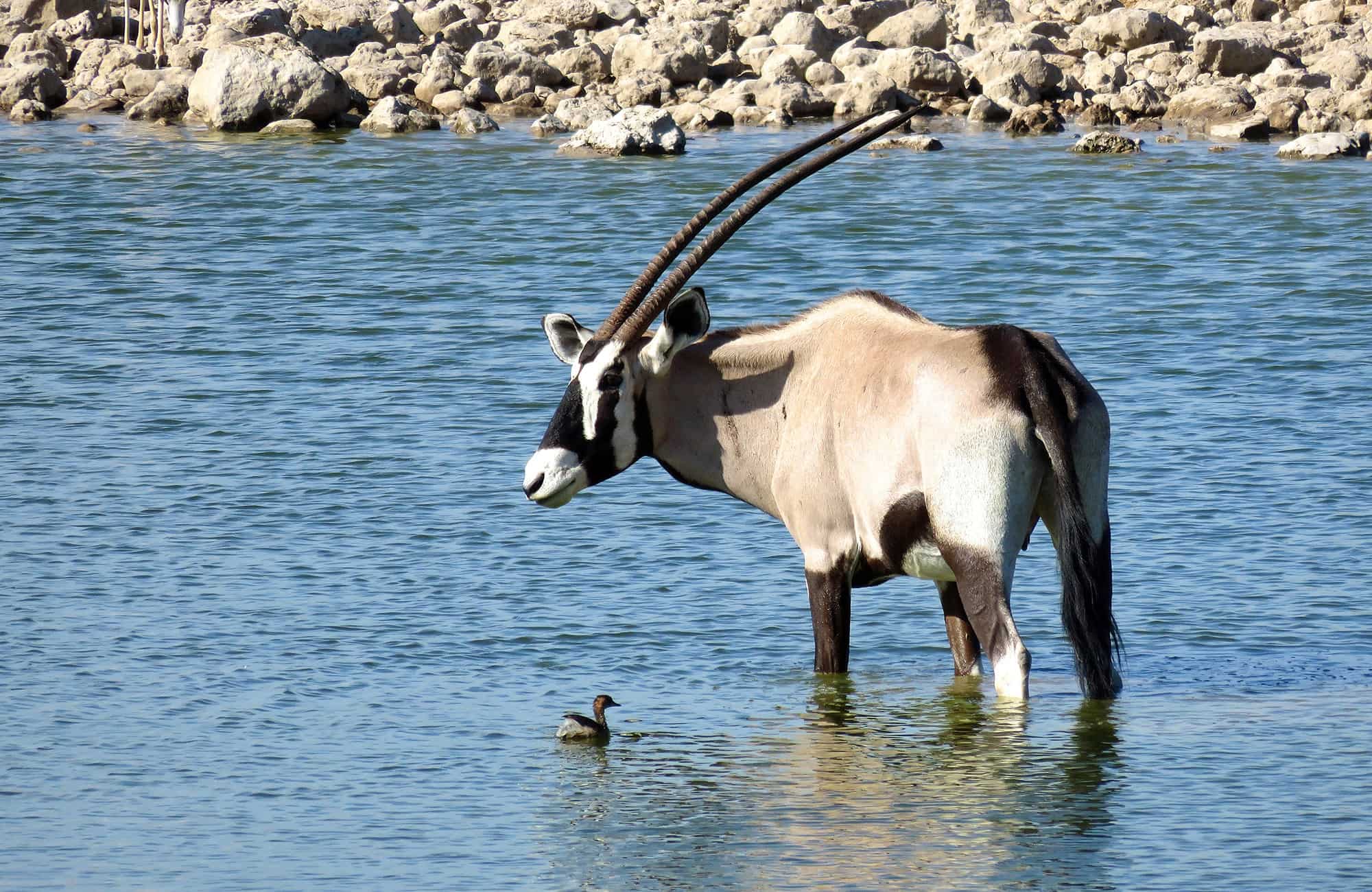 Oryx in shallow waters