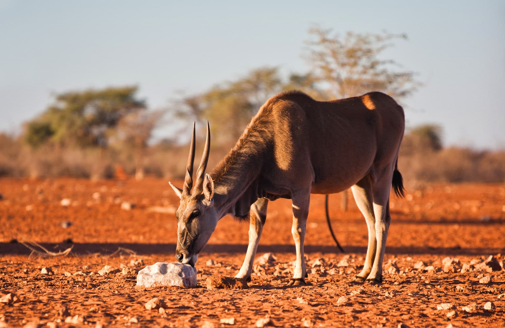 Discover the red sand dunes, view Oryx Antelope and taste Biltong!