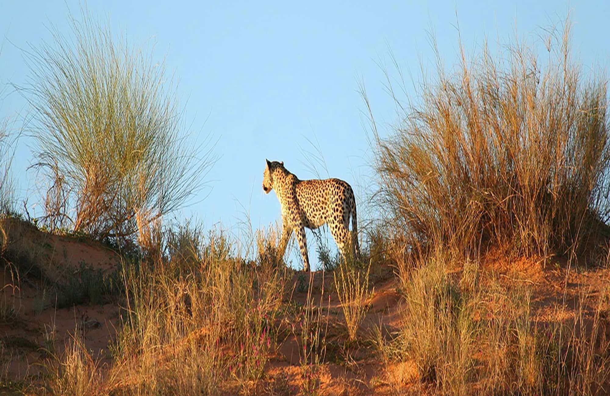 Leopard in Kalahari