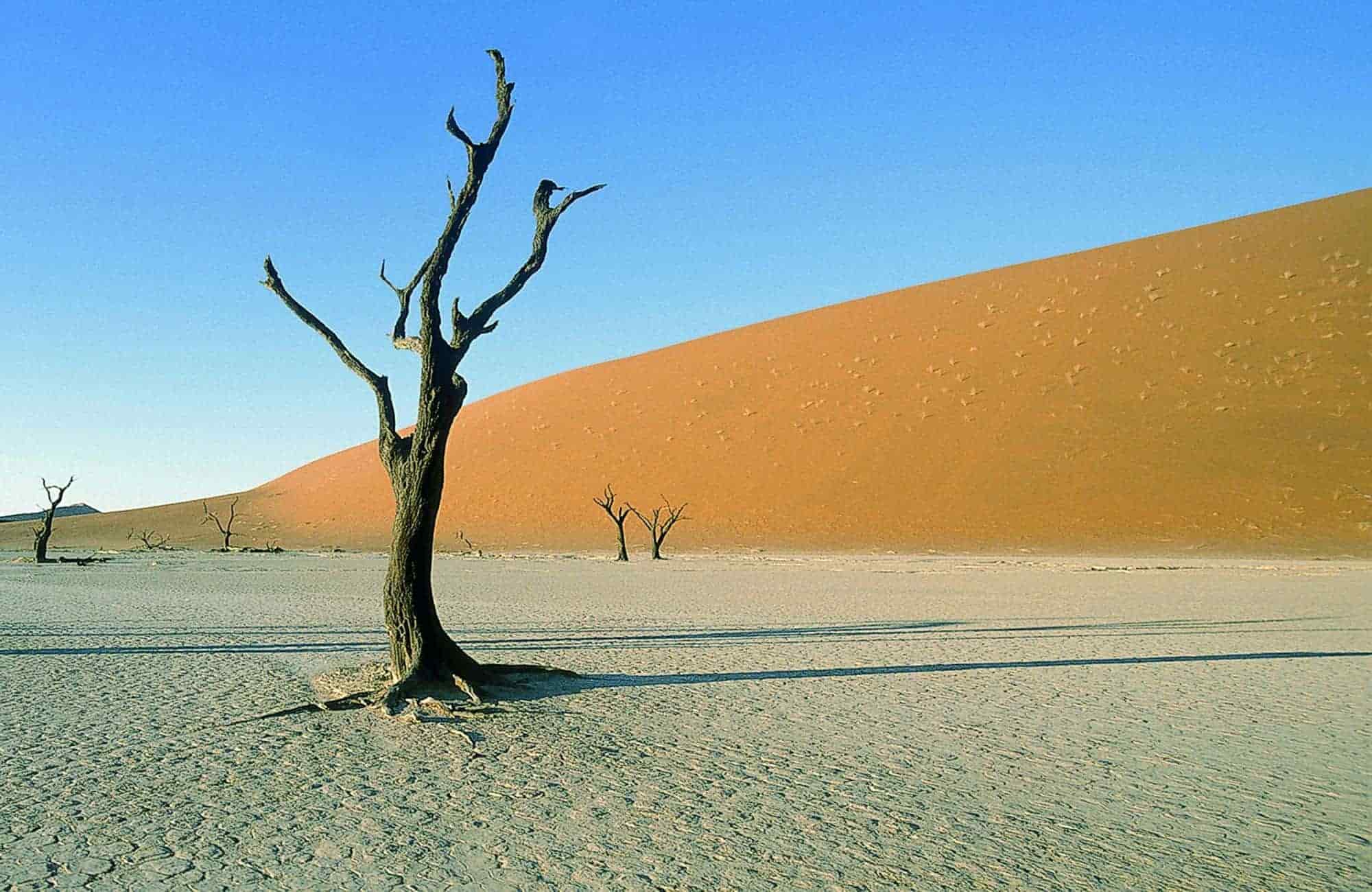 Namib Experience - Tree