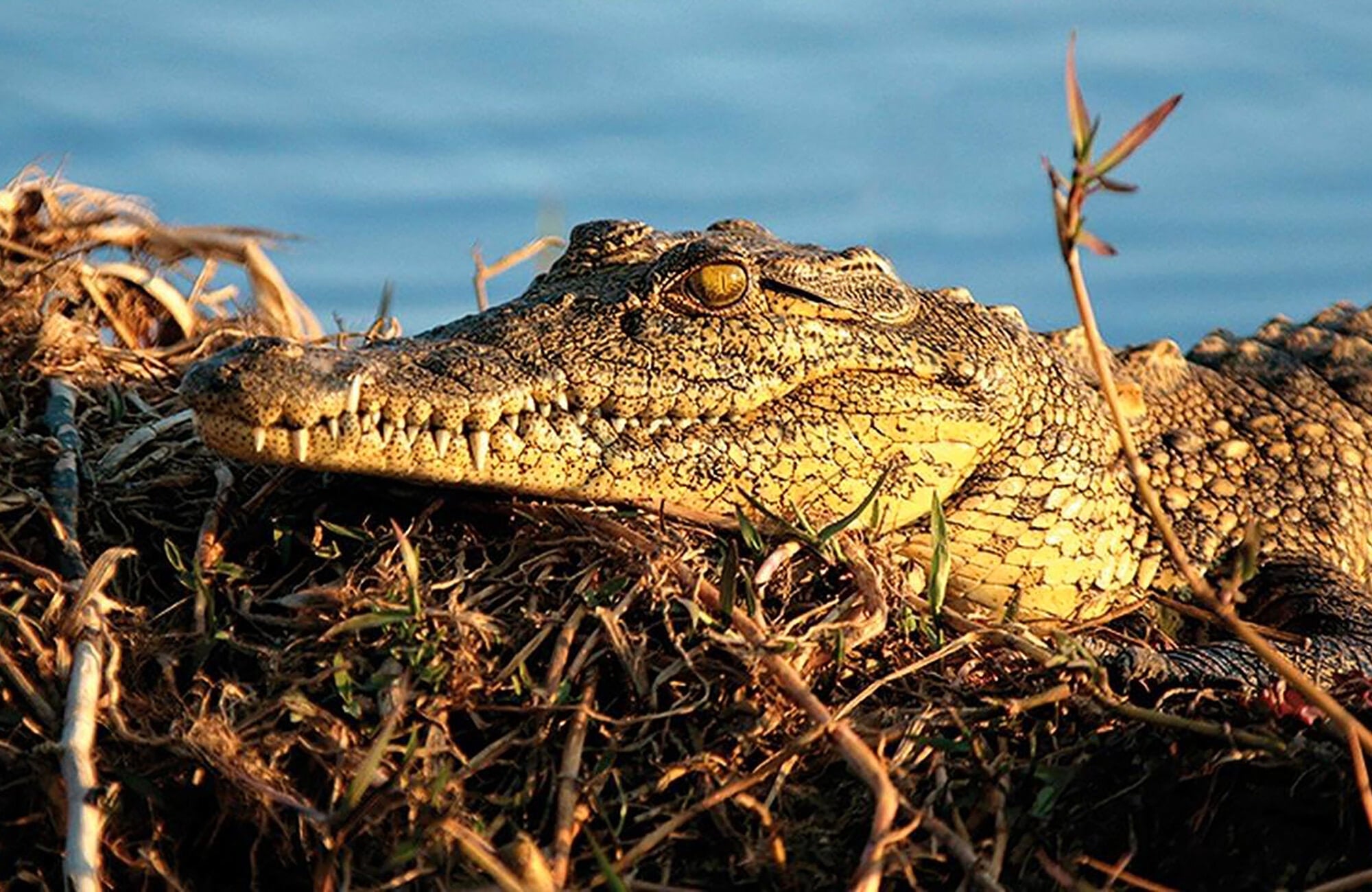 Crocodile on riverbank