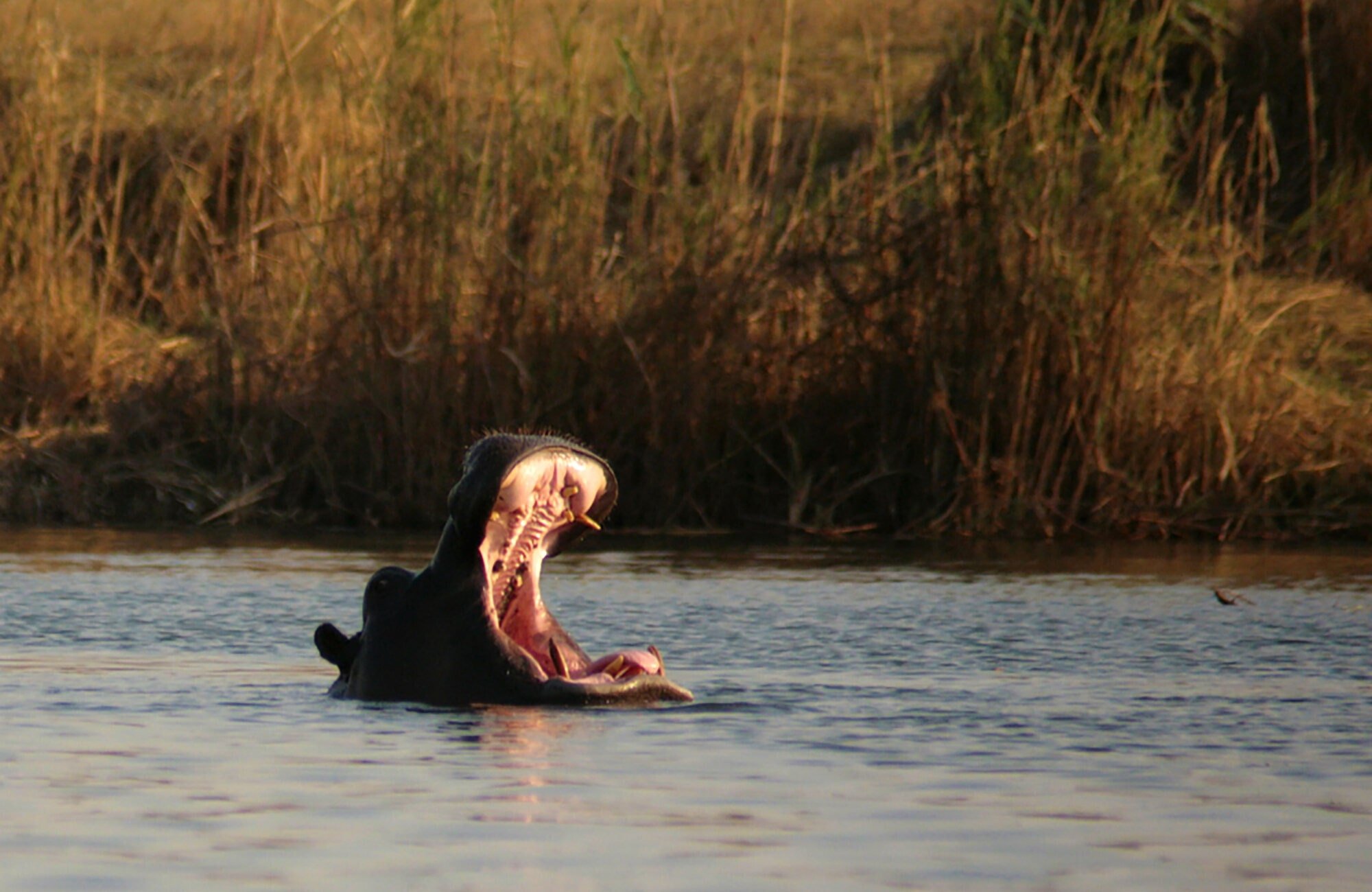 Okavango Experience (7)