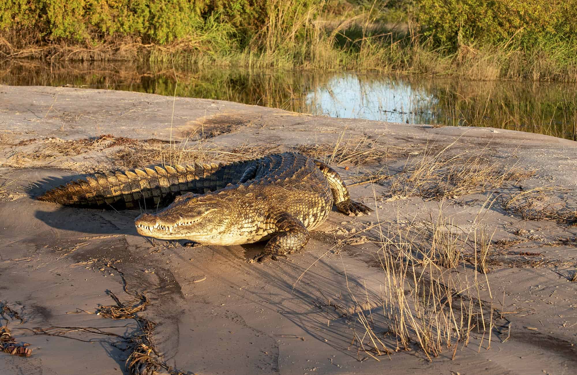 Crocodile on Riverbank