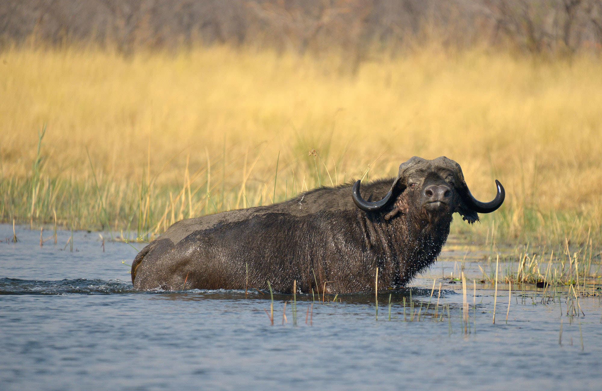 Buffalo in River