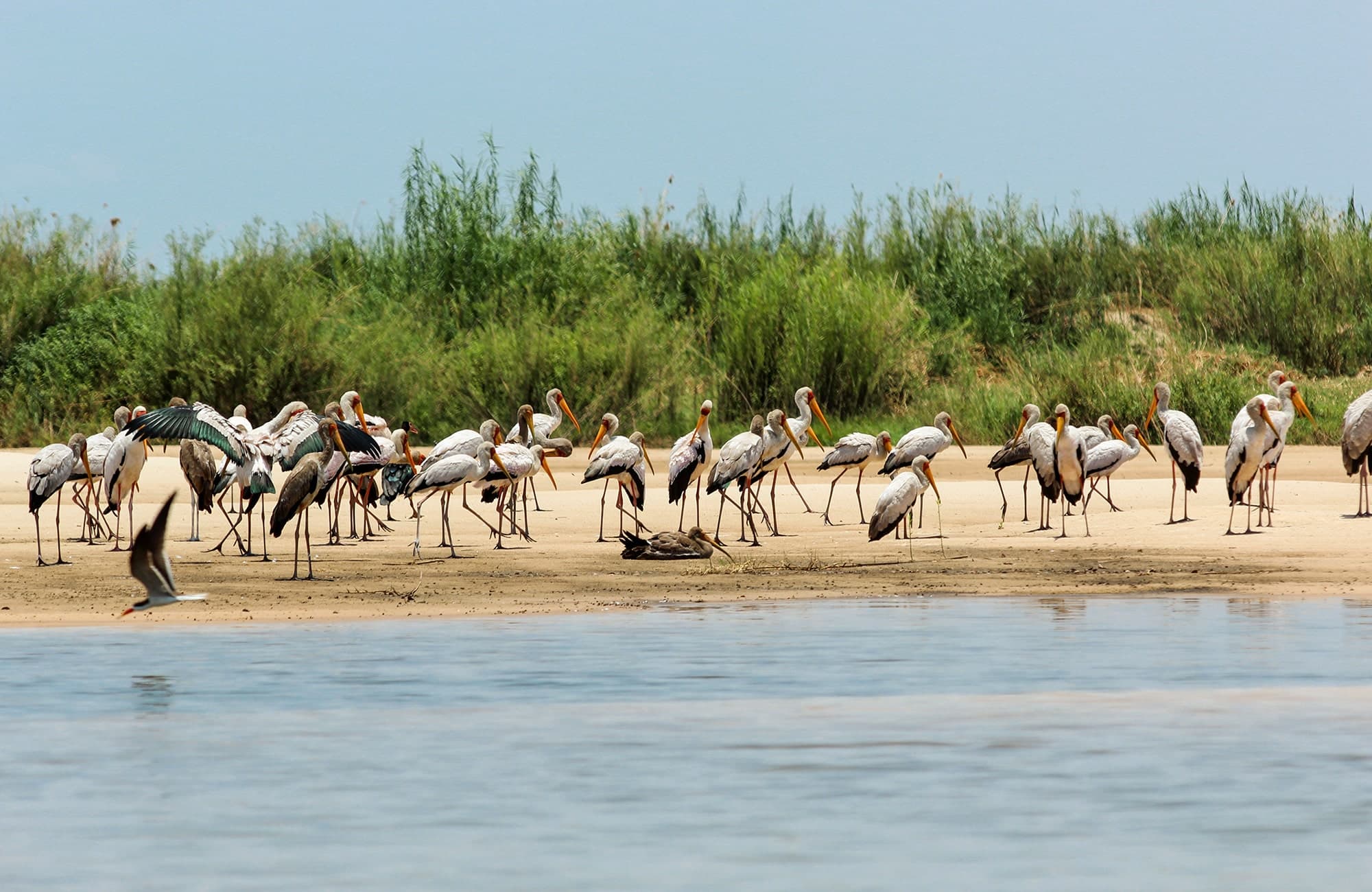 Birds on Riverside, Zambezi