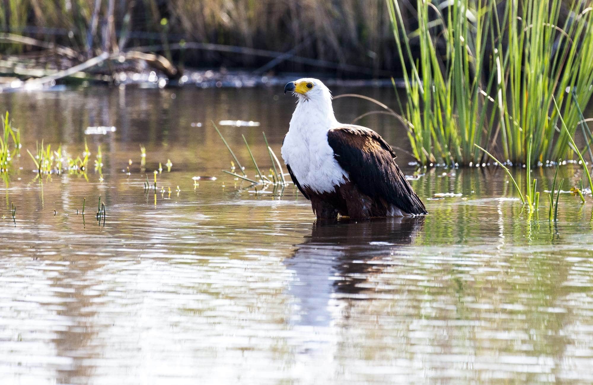 Eagle in River
