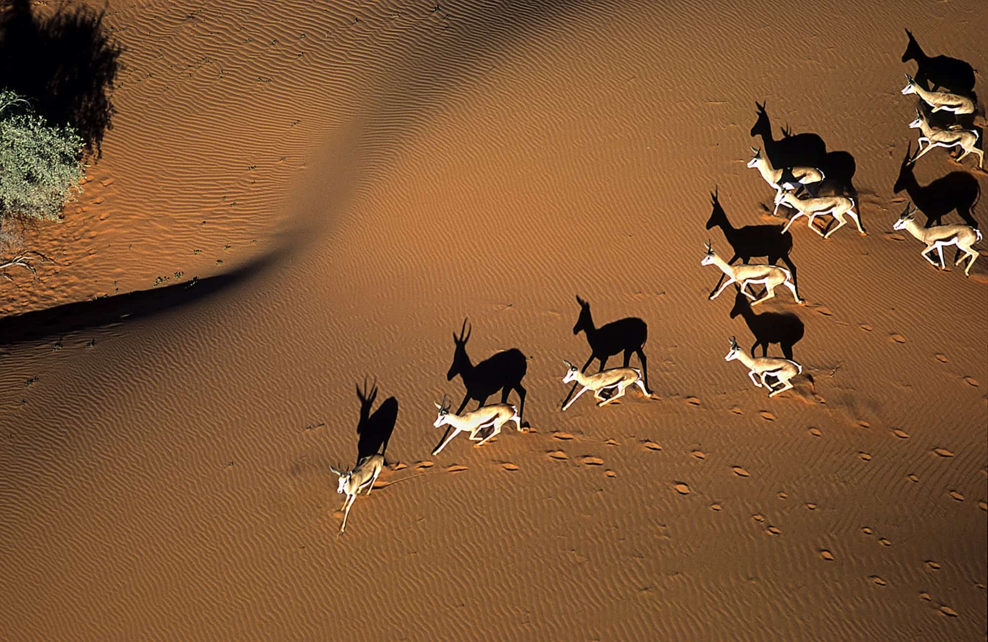 Gazelle's in Desert