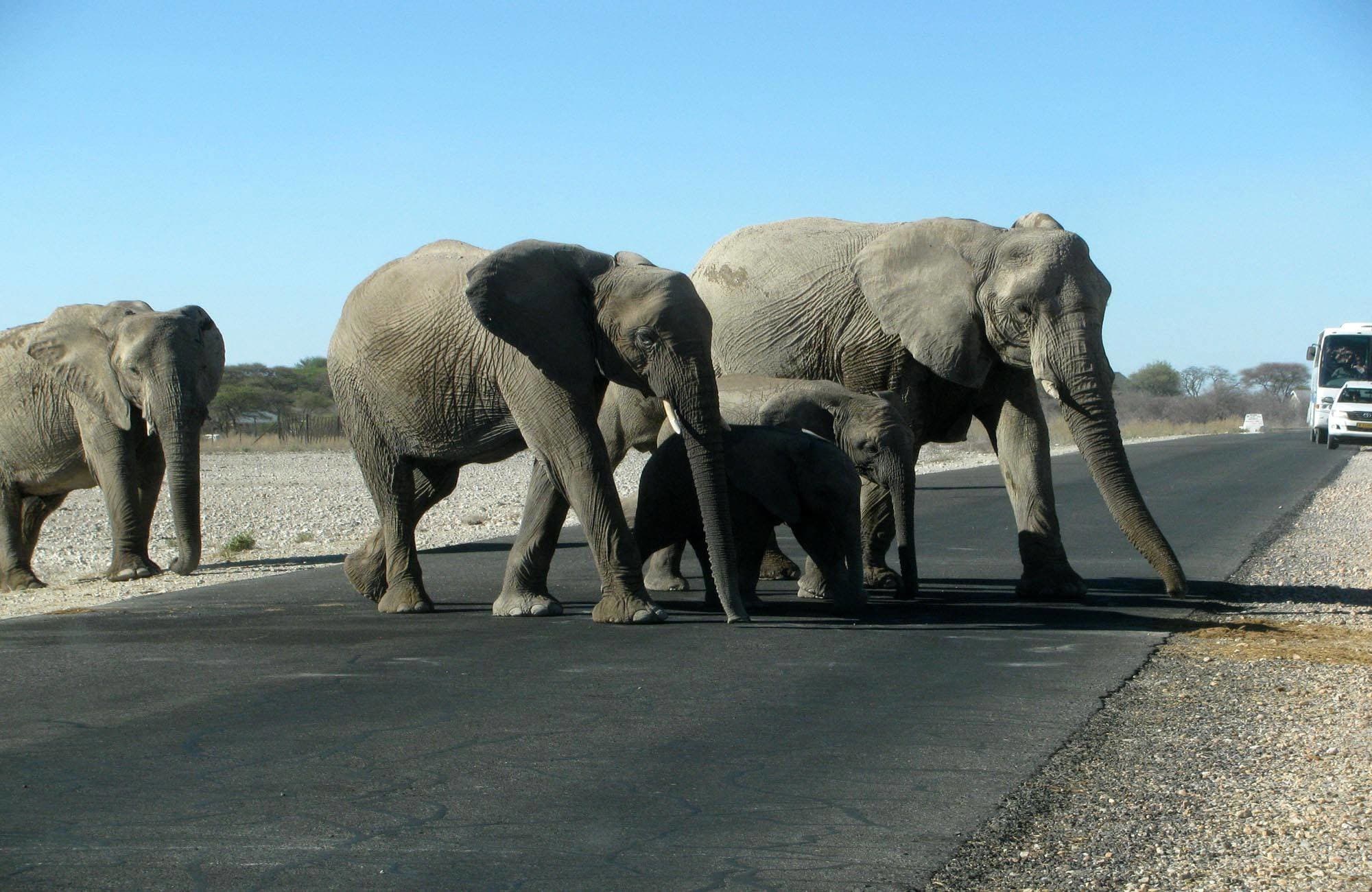Elephants crossing road