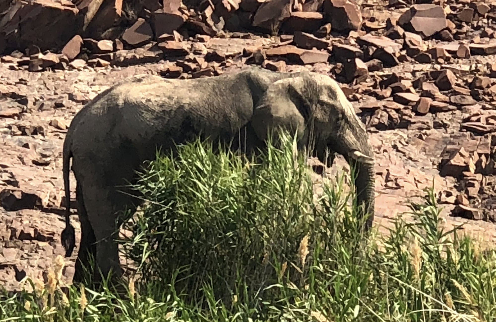 Elephant behind Bush