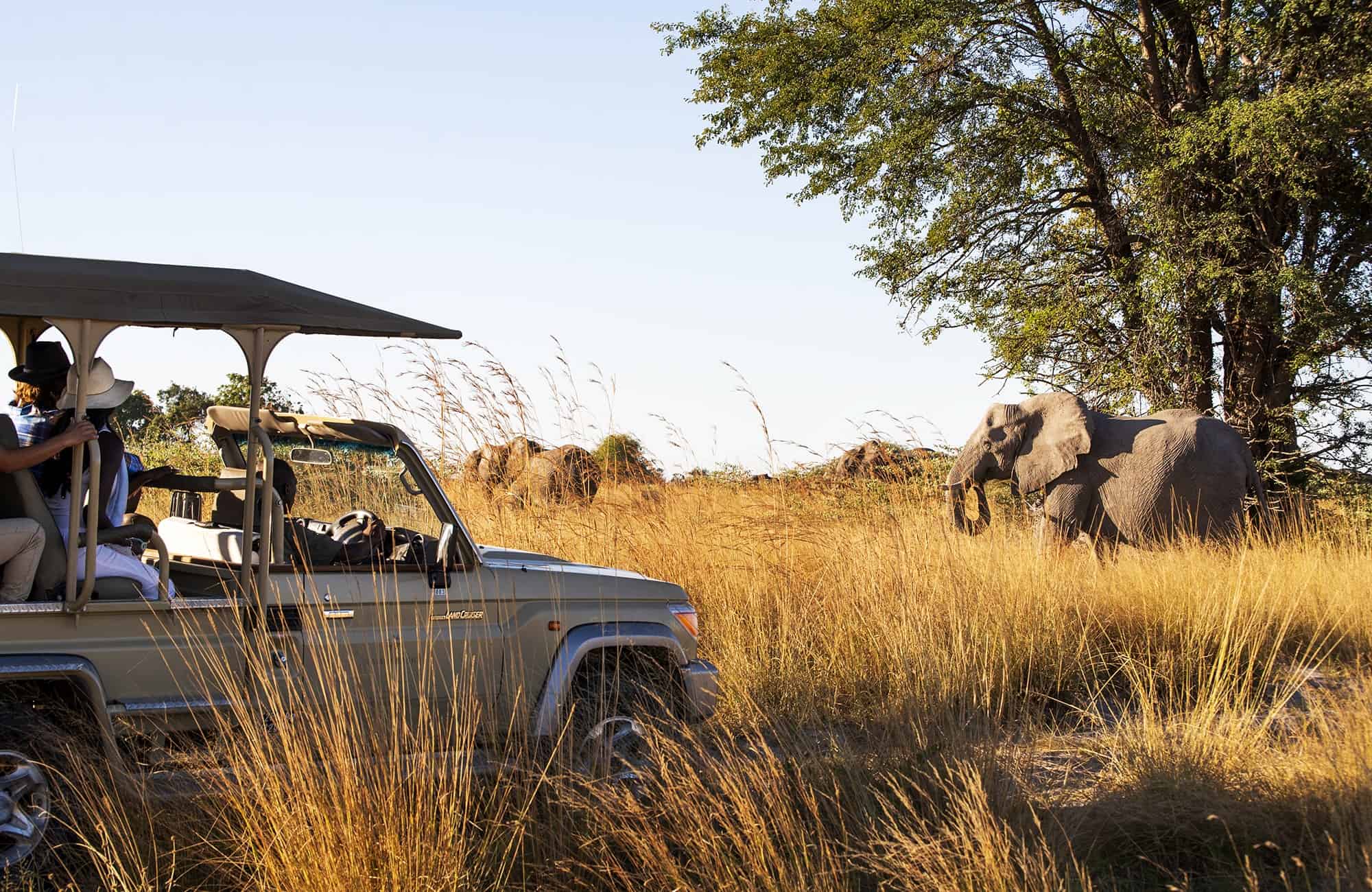 Spotting elephants while game viewing 