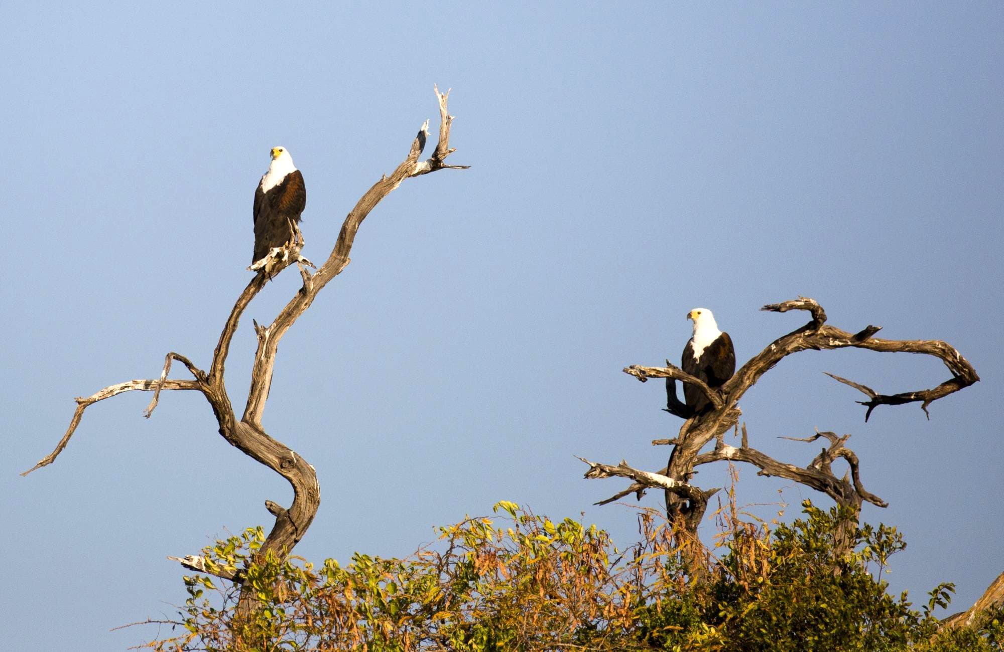 Fish eagles on Okavango riverbank
