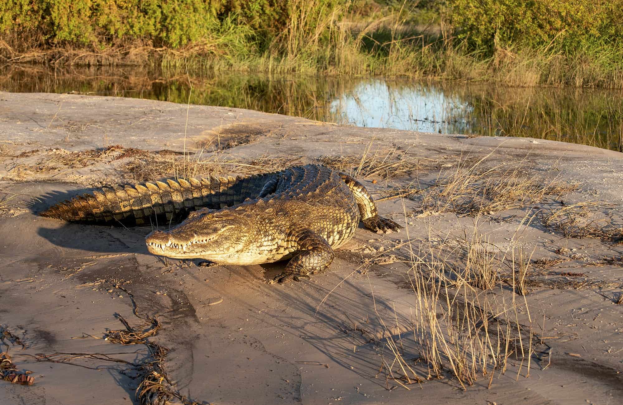 Crocodile on Zambezi riverbank