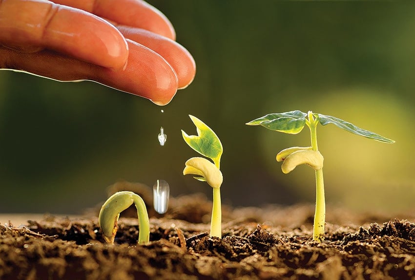 Hand, water drops, seedlings