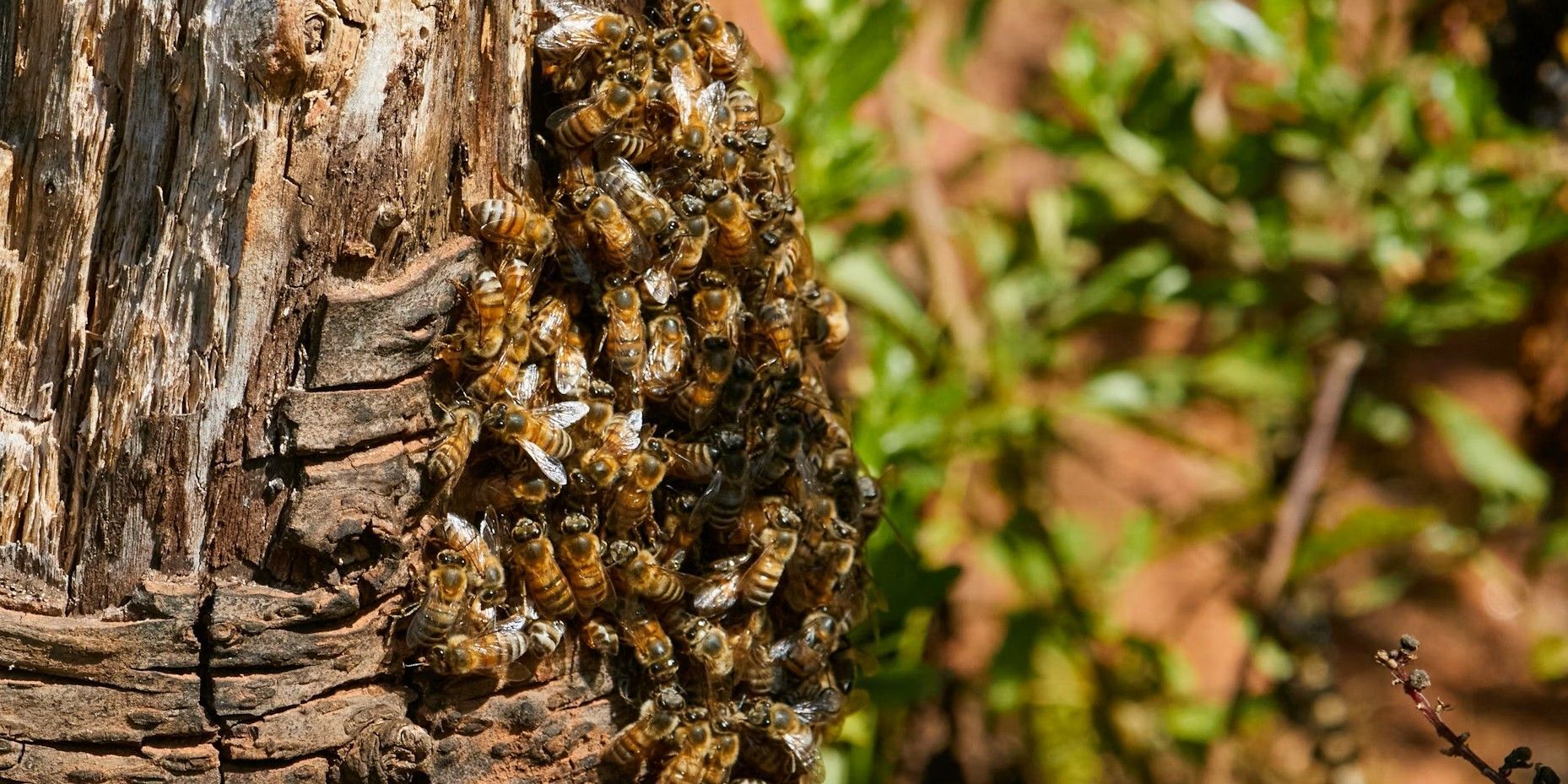 Honeybees together on a tree.