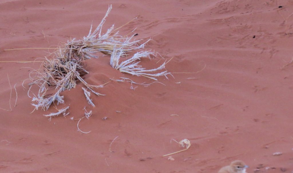 How to photograph Namibia's endemic Dune Lark
