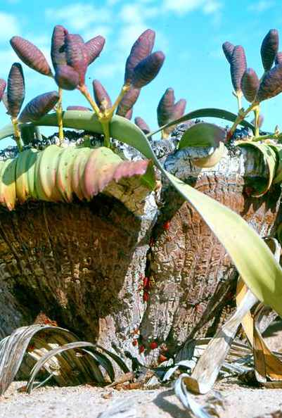 Welwitschia mirabilis (female), issued in 2000, artist: Helge Denker