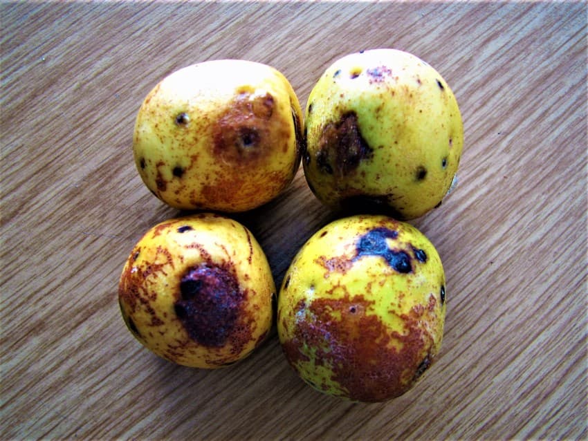 Marula fruits, Namibia