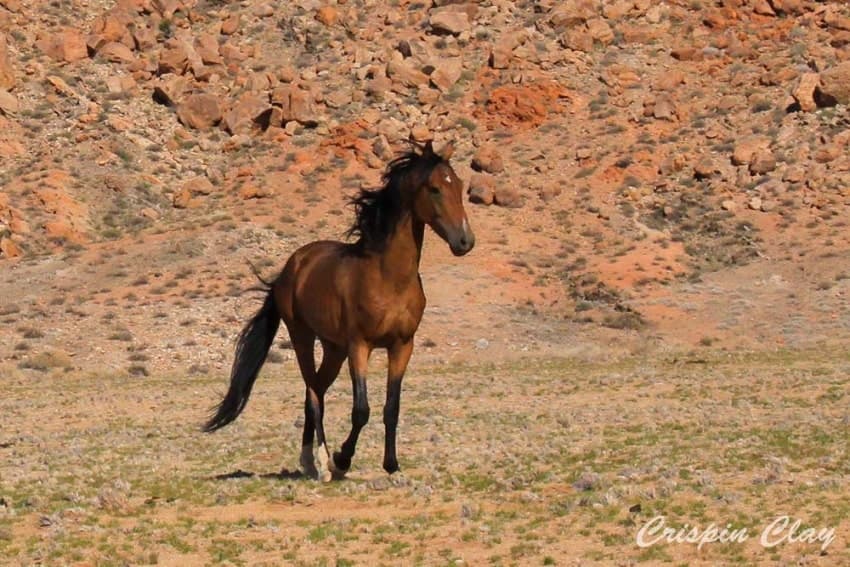Why the Namib Wild Horses are fighting for their survival