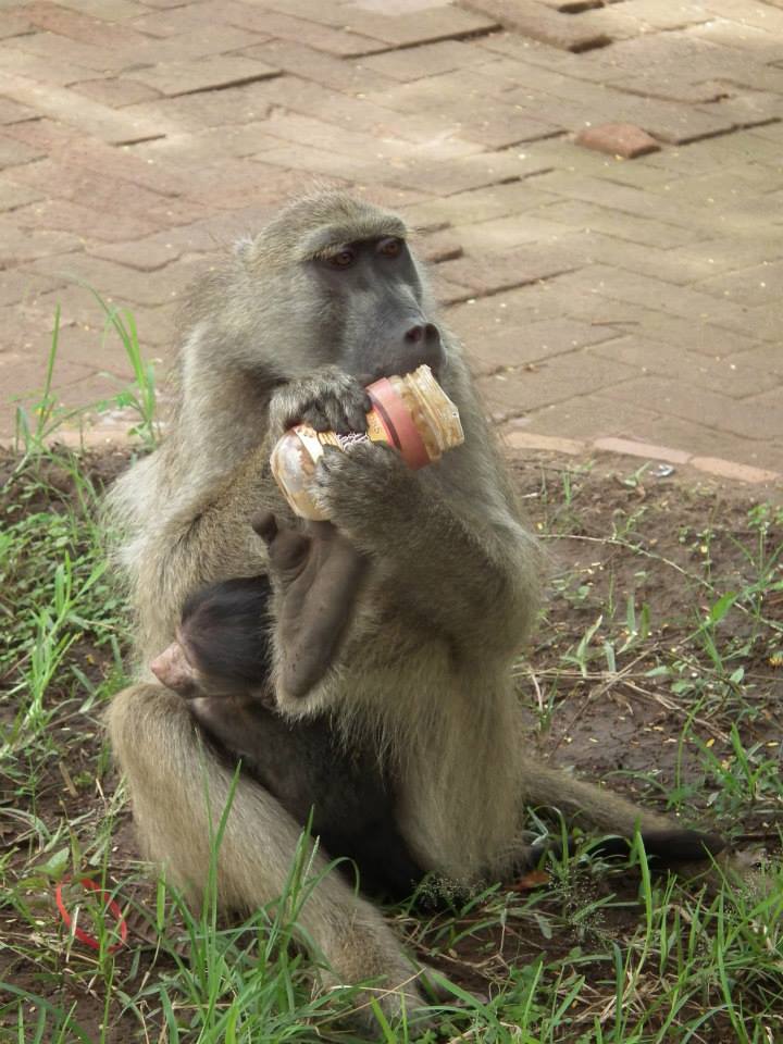 Baboon and its young