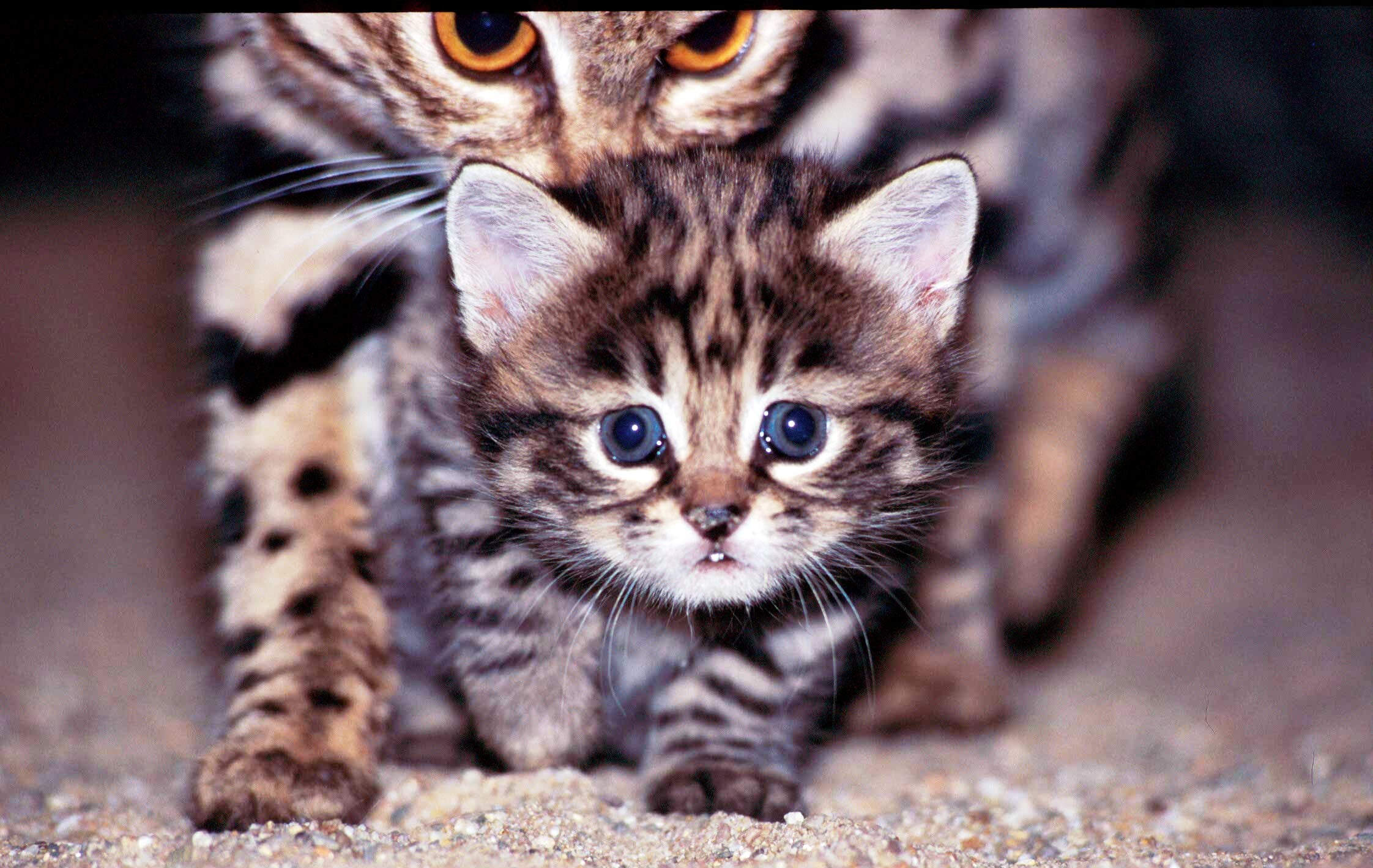 Did You Know The Black footed Cat In Namibia Is Threatened By Extinction 
