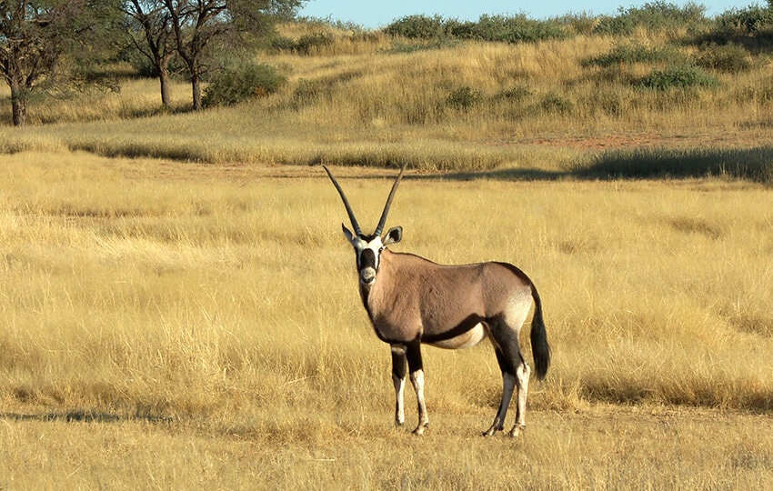Gondwana Kalahari Park