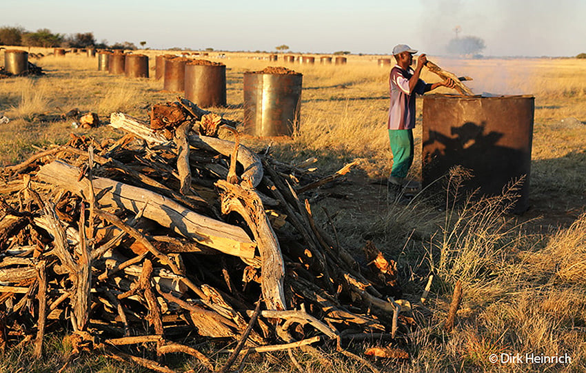 Holzkohleproduktion Namibia