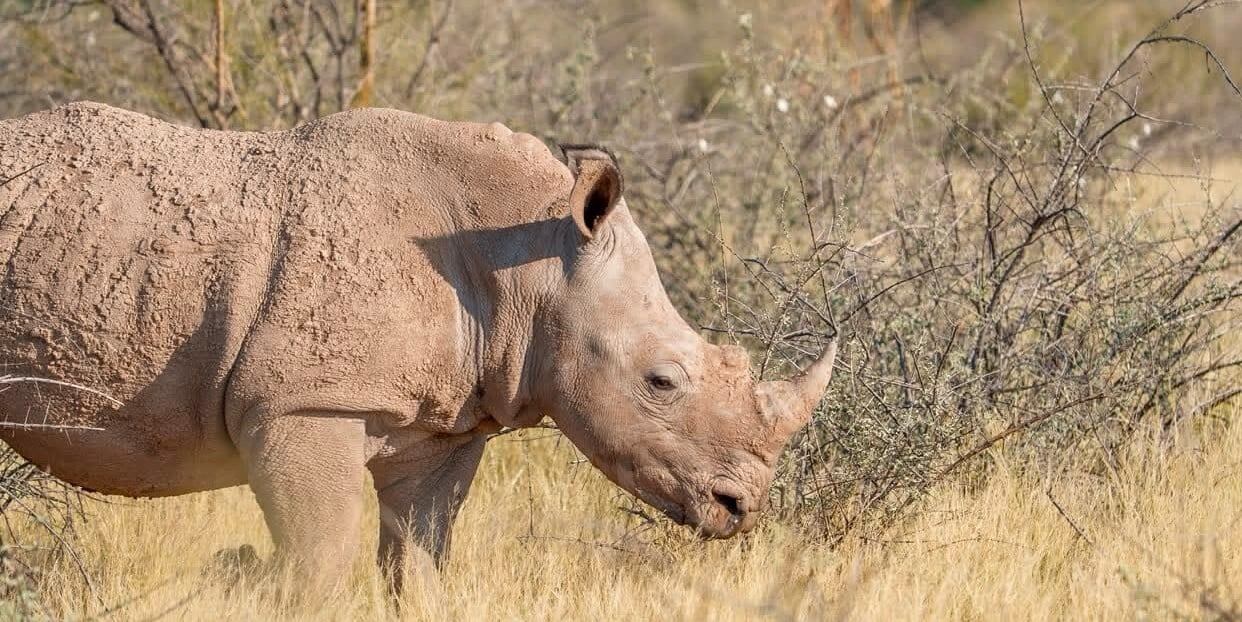 Three white rhinos settling into the grasslands at Kalahari Anib Lodge, Namibia.