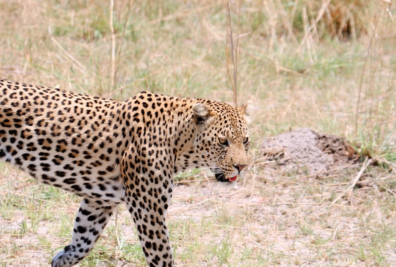 Leopard