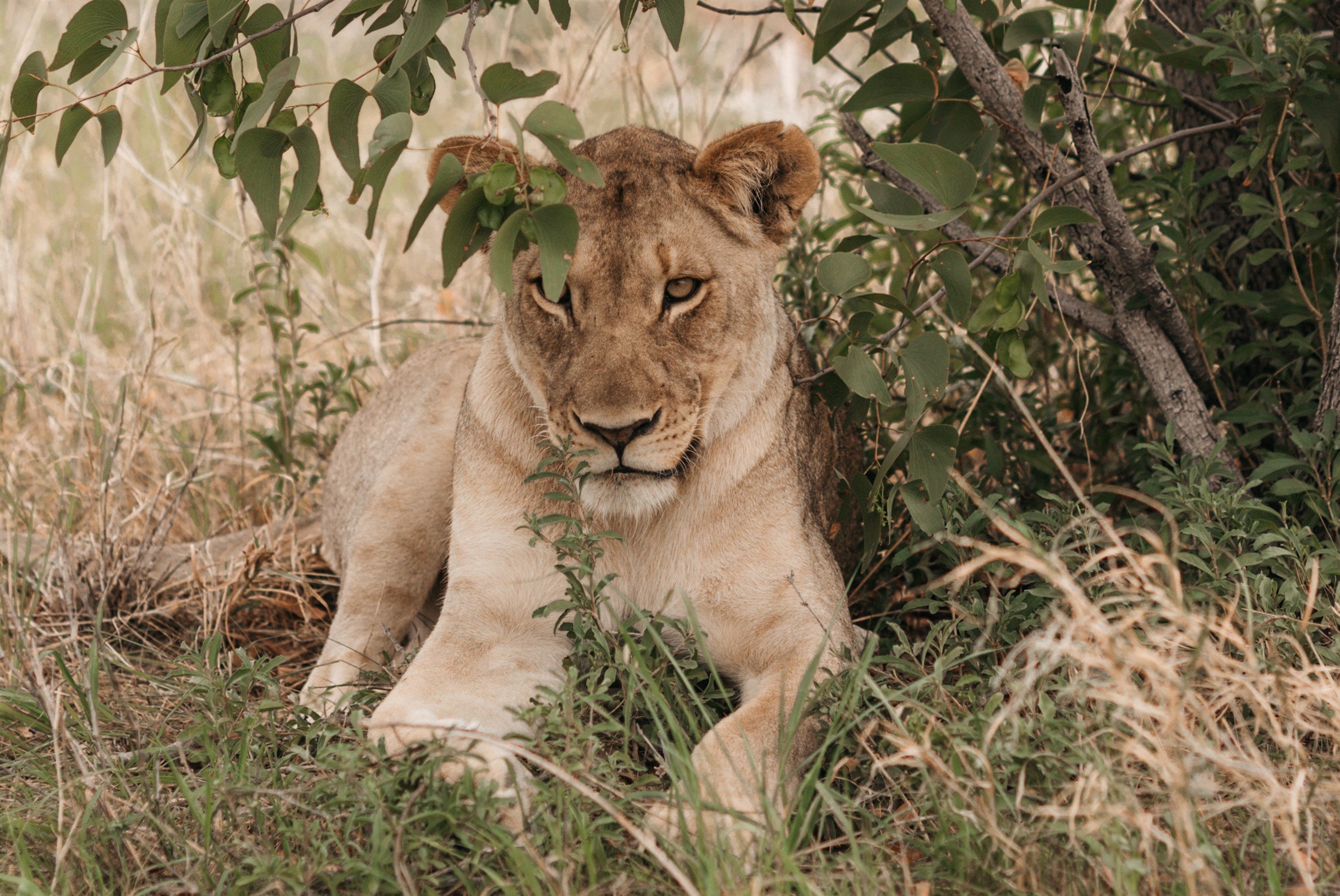 Lions in Etosha-1