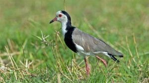  Long toed Lapwing