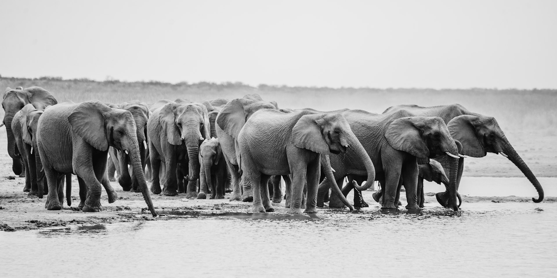 Elefantenherde in Namibia 