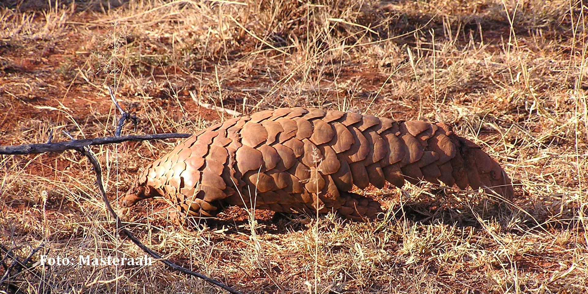 Schuppentier (pangolin) in Namibia