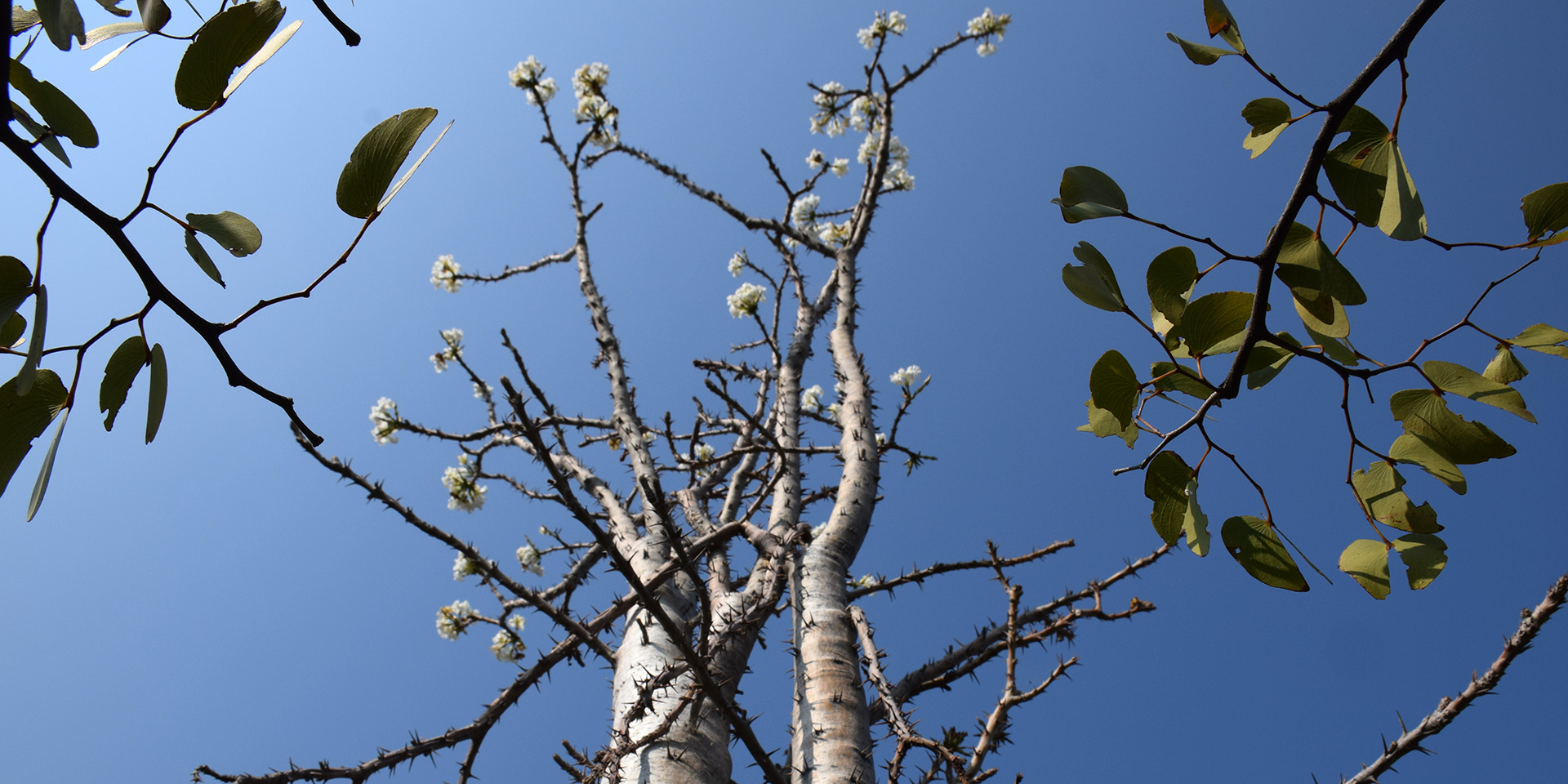 Blühender Moringa-Baum