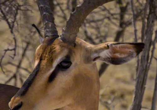 Black Faced Impala