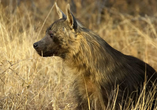 Brown Hyena