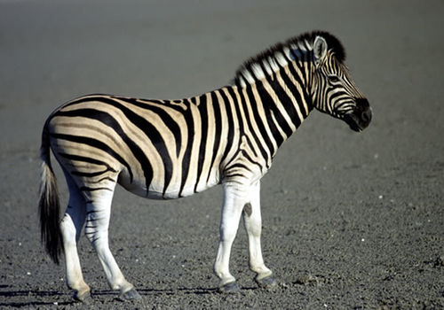 Burchells Zebra